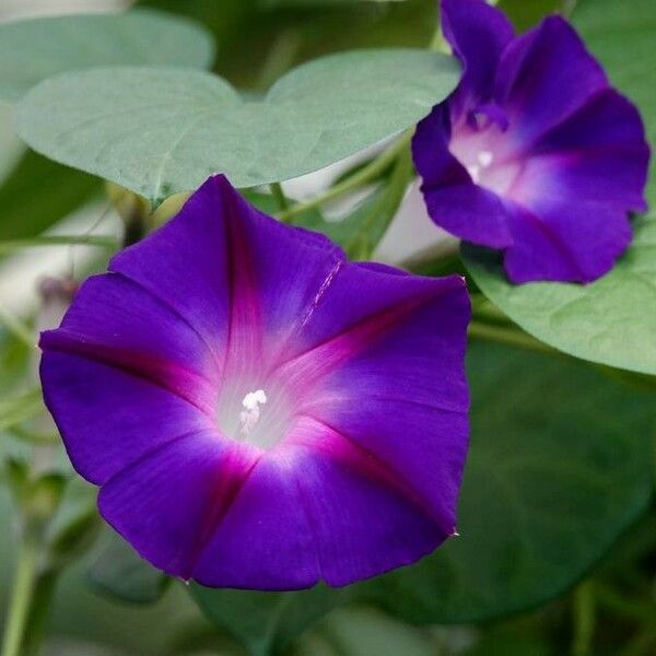 Ipomoea indica Blomst