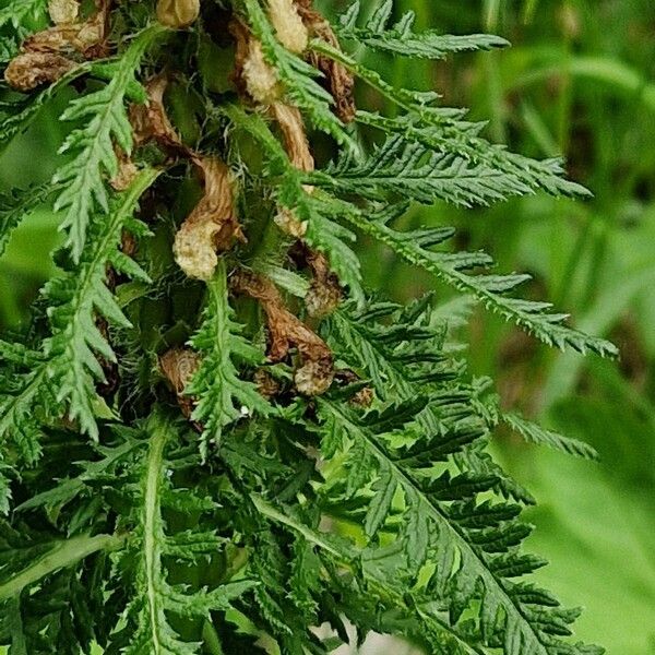 Pedicularis foliosa Листок