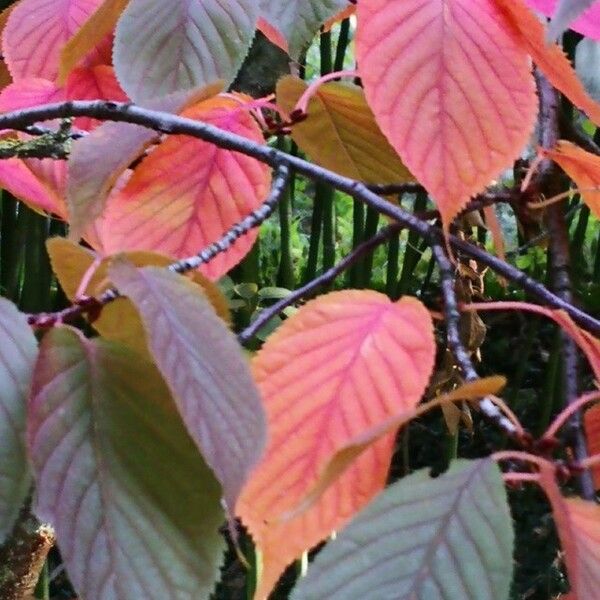 Prunus sargentii Leaf