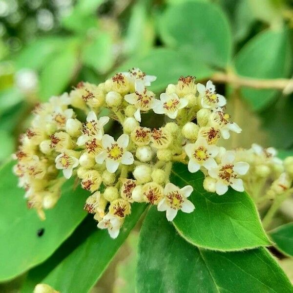 Cotoneaster pannosus 花