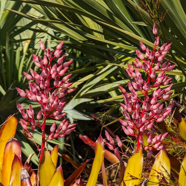 Aechmea blanchetiana Flower