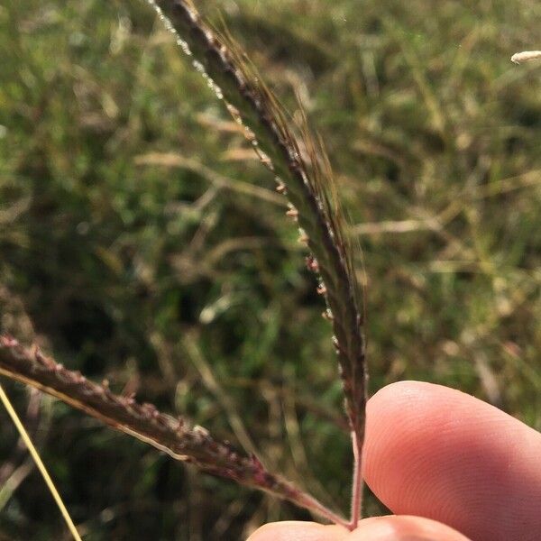 Dichanthium aristatum Fruit