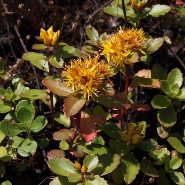 Phedimus hybridus Flower