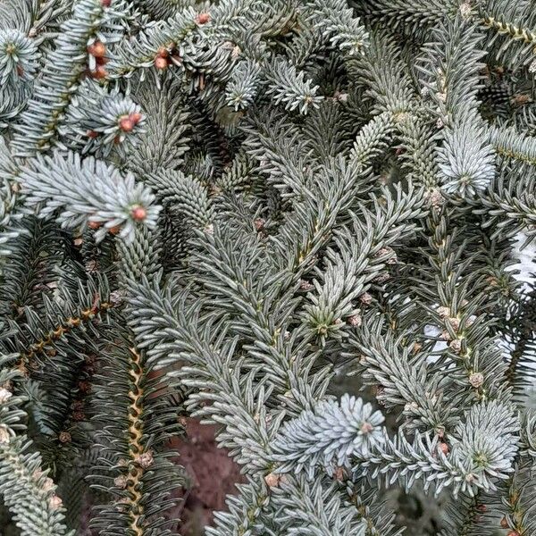 Abies pinsapo Leaf