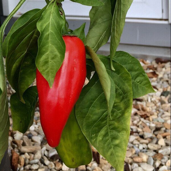 Capsicum annuum Плод