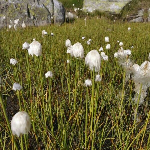 Eriophorum scheuchzeri Цветок