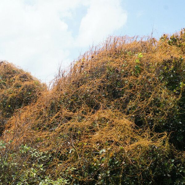 Cassytha filiformis Habit