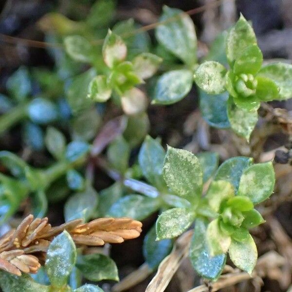 Galium saxatile Hábito