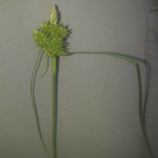 Carex oederi Flower