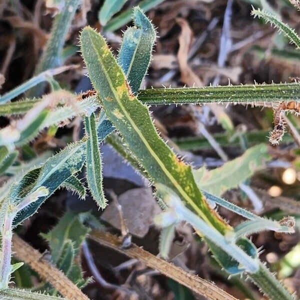 Picris strigosa Leaf