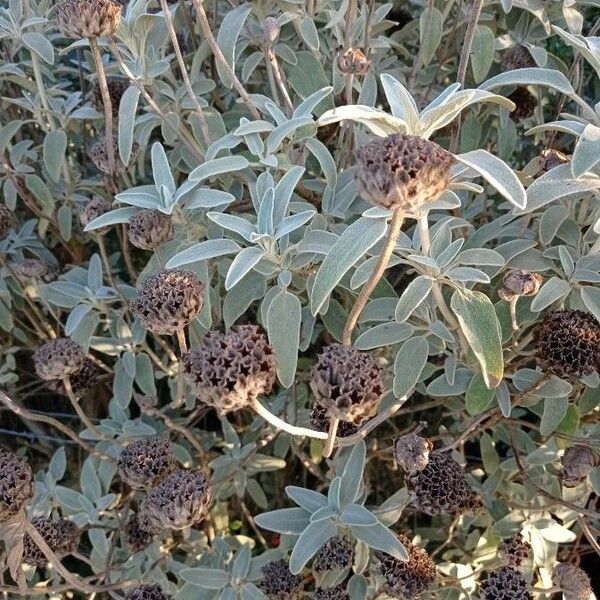 Phlomis fruticosa Leaf