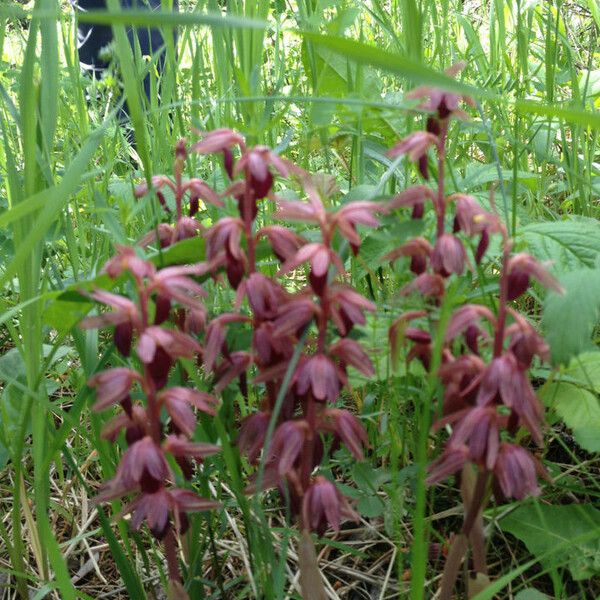 Corallorhiza striata ശീലം