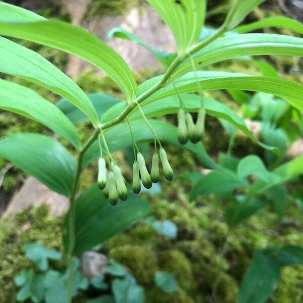 Polygonatum multiflorum Flower