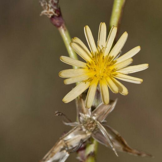 Launaea intybacea Flower
