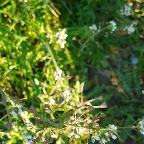 Capsella bursa-pastoris Blomst