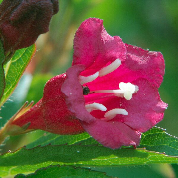 Weigela florida Цвят