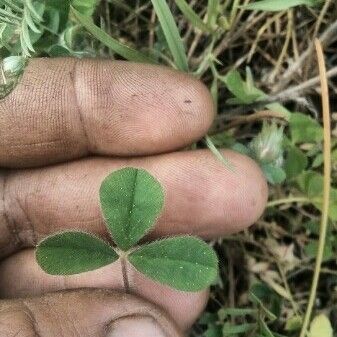 Trifolium striatum Leaf