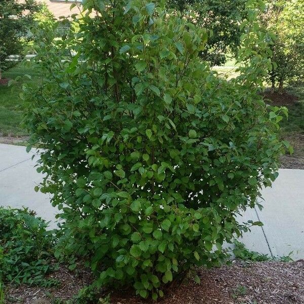 Viburnum dentatum Habit