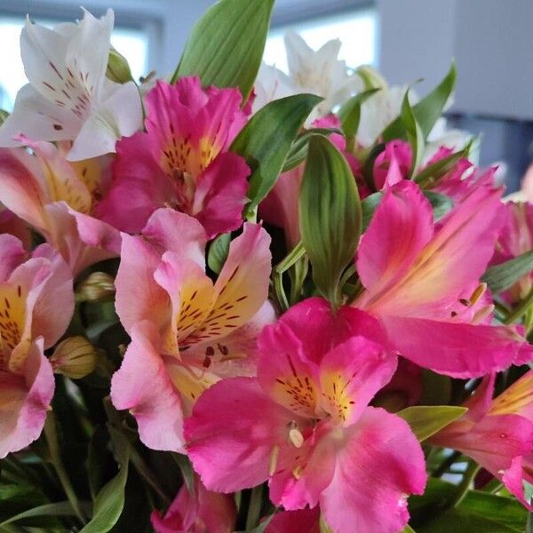 Alstroemeria ligtu Blomst