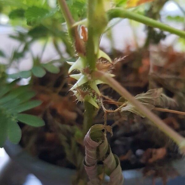 Mimosa pudica Écorce