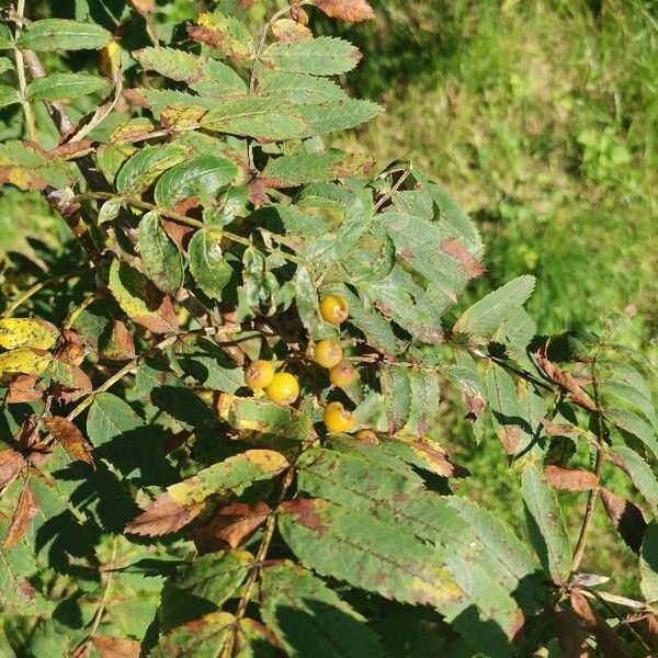 Sorbus aucuparia Φρούτο