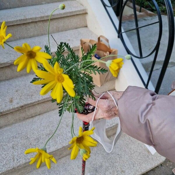 Euryops pectinatus ফুল