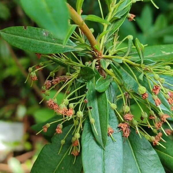 Kalmia angustifolia Fruit