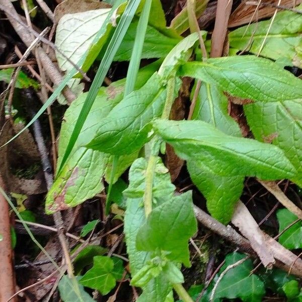 Pulicaria odora Leaf