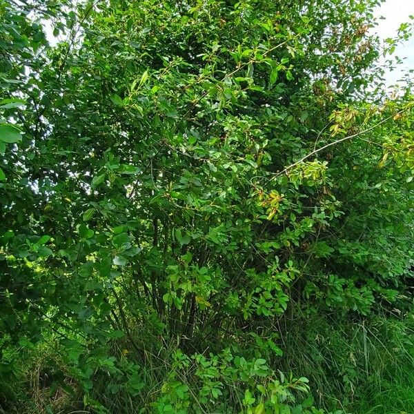 Frangula alnus অভ্যাস