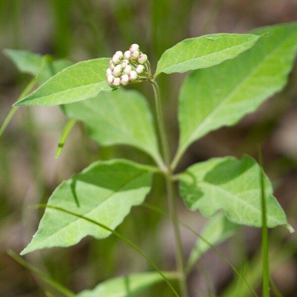 Asclepias quadrifolia Blodyn