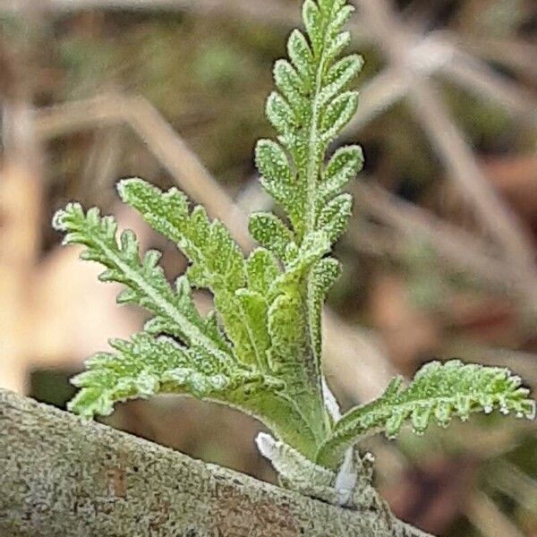 Salvia abrotanoides Deilen