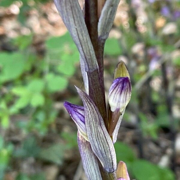 Limodorum abortivum Flower