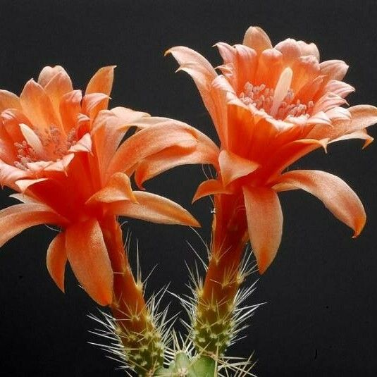 Morangaya pensilis Flower