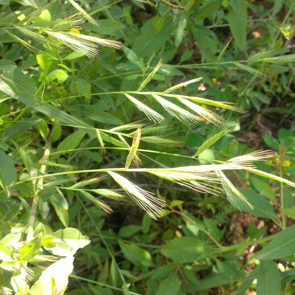 Brachypodium distachyon Плід