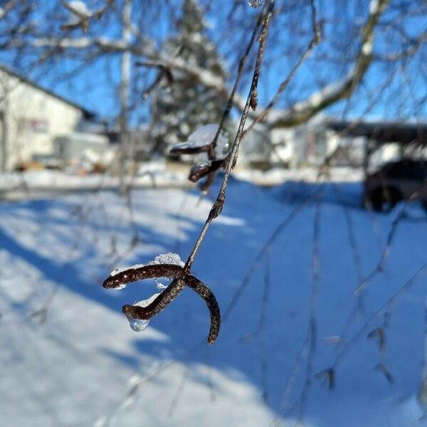 Betula pendula Flor