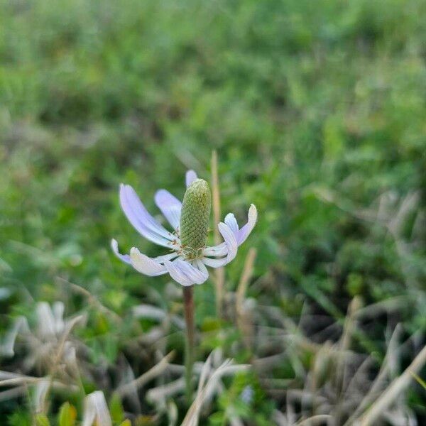 Anemone berlandieri 花