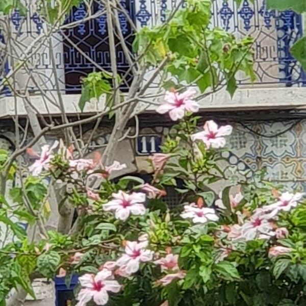 Hibiscus rosa-sinensis Kvet