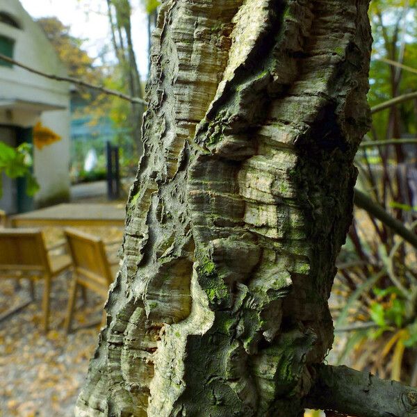 Quercus suber Rinde