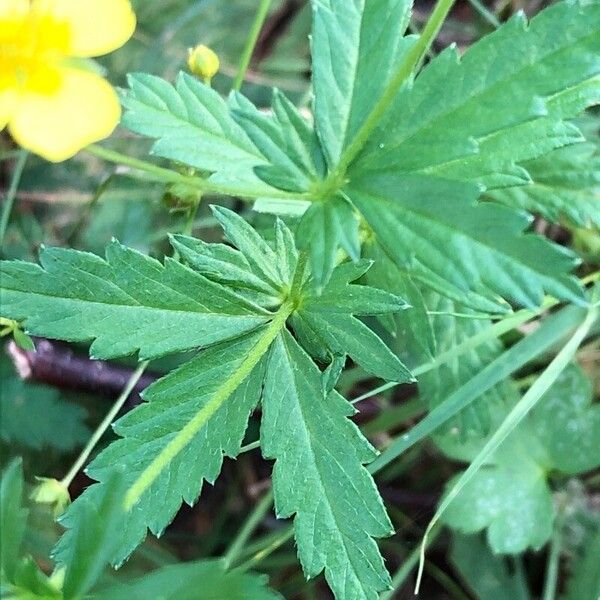 Potentilla erecta Folha