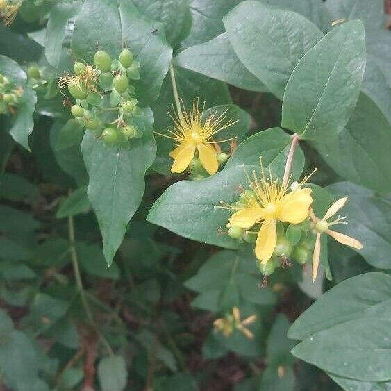 Hypericum hircinum Flower