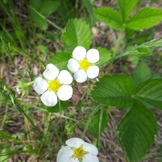 Fragaria moschata ᱵᱟᱦᱟ