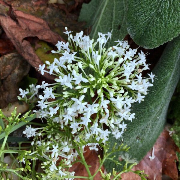 Valeriana rubra Flower