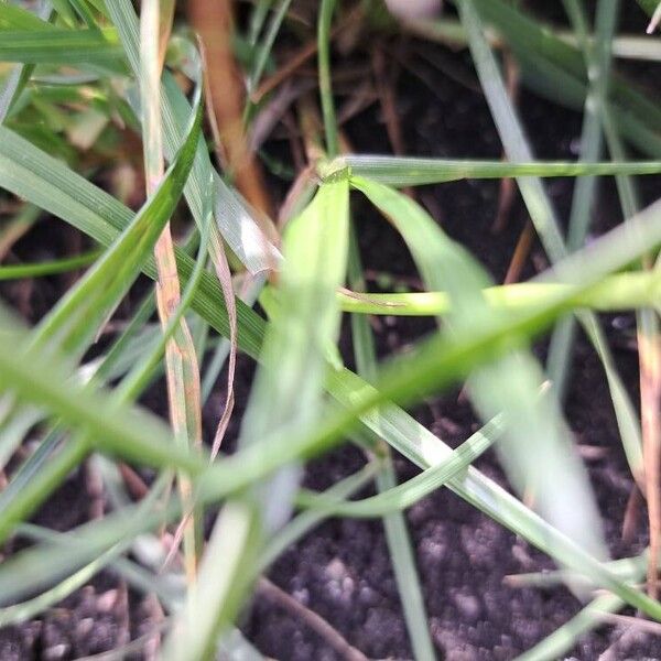 Carex spicata Φύλλο