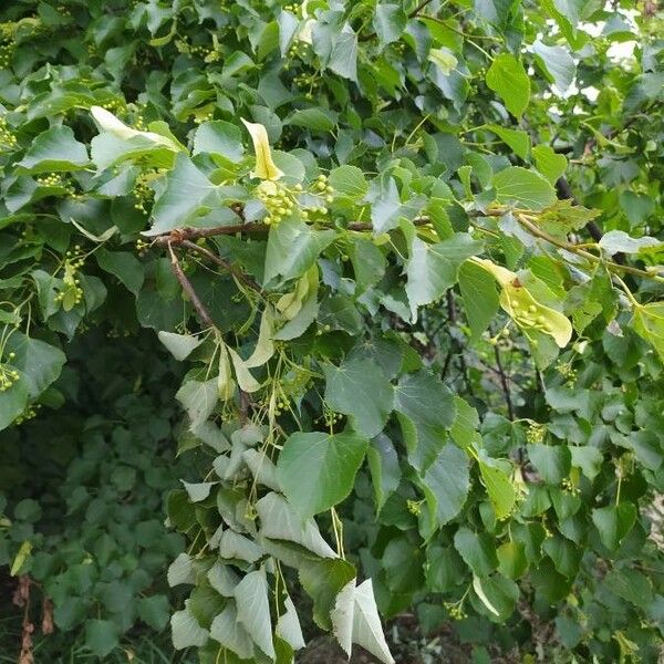 Tilia cordata Folha