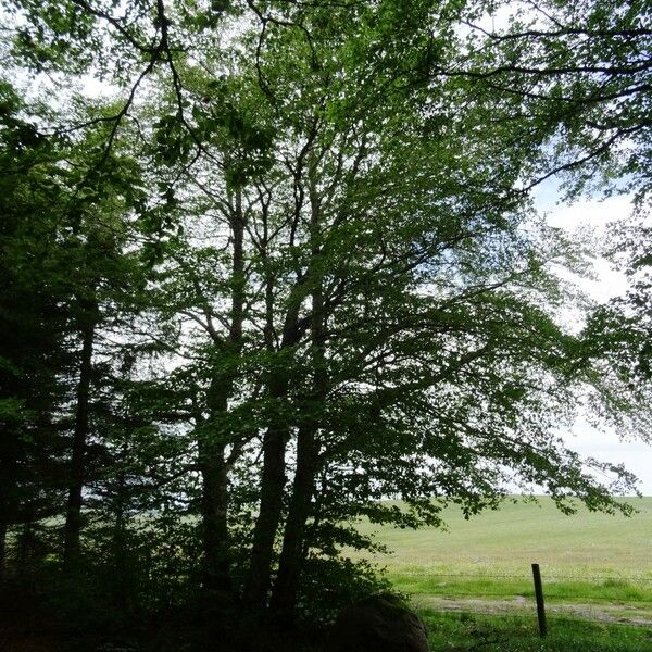 Fagus sylvatica Vivejo