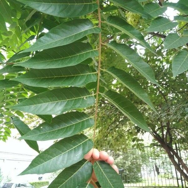 Ailanthus altissima Lehti