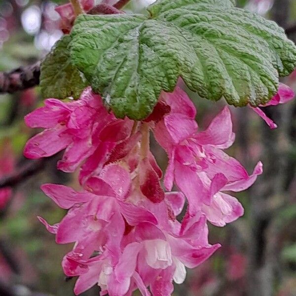 Ribes sanguineum Fleur