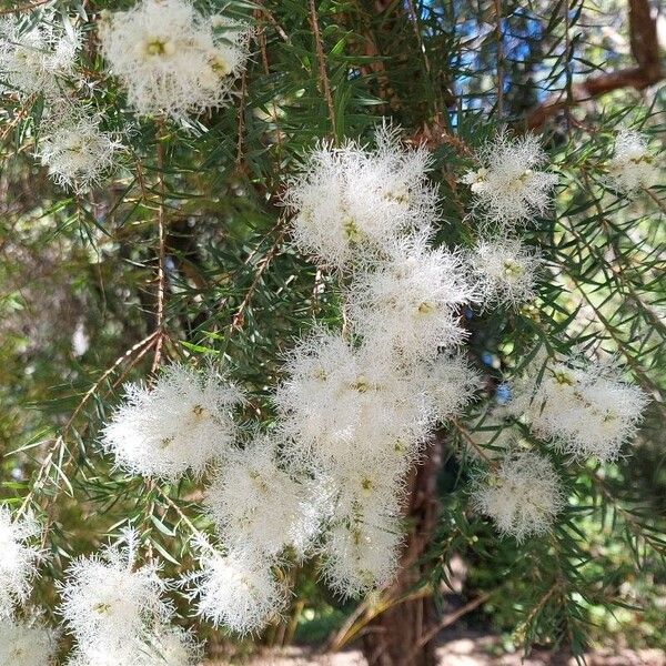 Melaleuca linariifolia Fleur