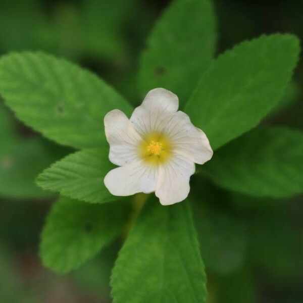 Sida acuta Floare