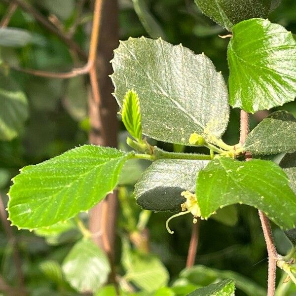 Cercocarpus montanus Leaf